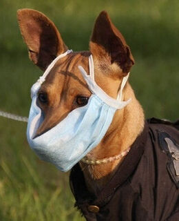 Гринго Троль