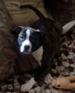 Олег Рыбак — фото 1